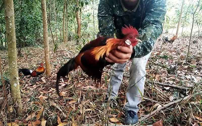 Menangkap ayam