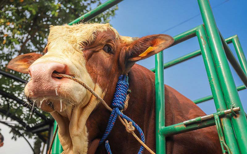 Sapi hewan kurban