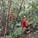 Pencarian orang hilang di hutan