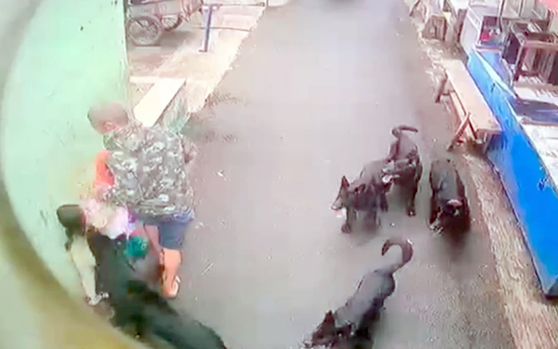 Rekaman video anak digigit anjing